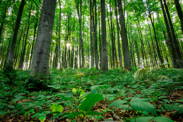 Obraz premium Sunlight in the green forest.