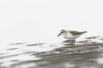 トウネン(Red-necked Stint)