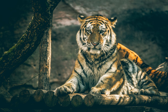 Tiger im Tiergarten N&uuml;rnberg