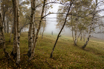 Man with open umbrella in birch forest in autumn fall in misty day outdoor.