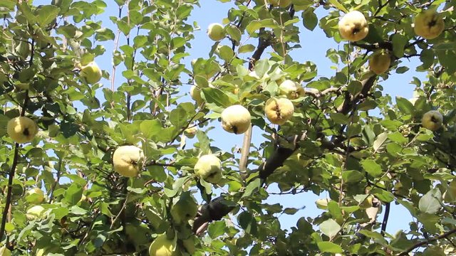 木に生るカリン