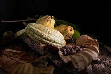 Cocoa Beans and Cocoa Fruits