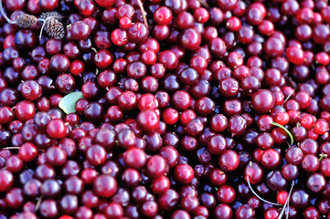 harvest red huckleberry