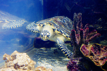 Морская черепаха