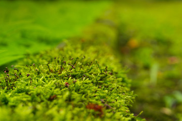 Moss on the wall