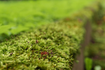Moss on the wall