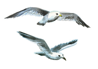 Seagulls. Watercolor hand drawn illustration