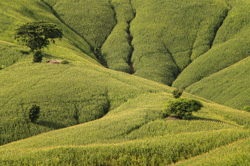 Rural landscape, Field of corn ready for harvest in the background the mountains