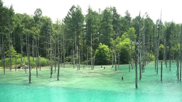 The beautiful Shirogane Blue Pond at Hokkaido, Japan