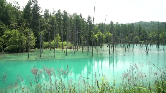 The beautiful Shirogane Blue Pond at Hokkaido, Japan