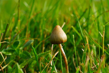 Liberty Cap Magic Mushroom Almost centershot Amager F&aelig;lled  with copy space for text or image
