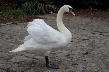 Cygne