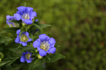 Gentian / Blue flower with dotted petals
