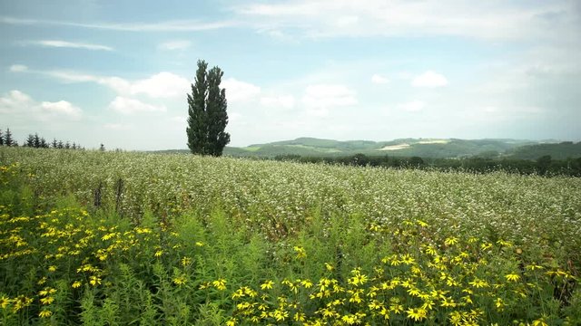 The famous Ken & Mary Tree at Hokkaido, Japan