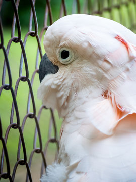 Close-up image of unhappy Cockatoo (Cacatua Vieillot) bird imprisoned in cage. Cruelty animal concept.