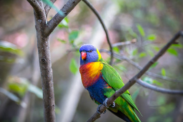 Rainbow Lorikeet