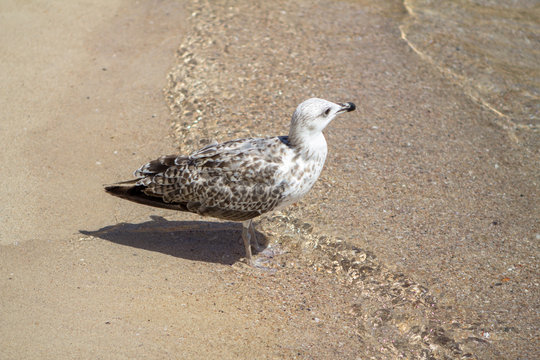 Seagull on the beach in Italy