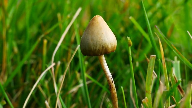 Magic Mushroom  Liberty Cap  & Green Bug in the Background  at Amager F&aelig;lled
