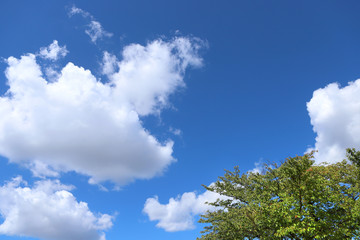 爽やかな空と樹木