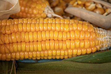 Corn on a blue wooden boards