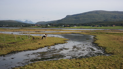 A horse grazin in Vikosen Nature Reserve close to Sortland city, Vesteralen peninusla, Norway