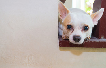 Dogs are lying down and looking