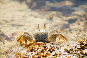 The crab