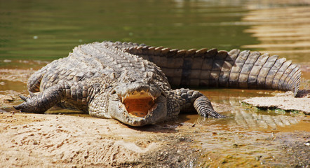 a crocodile on a river coast