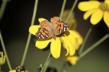 papillon