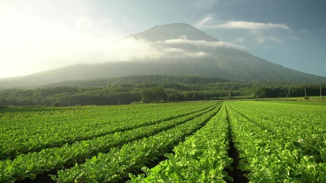 The beautiful Mount Yotei with vegtable farm at Hokkaido, Japan
