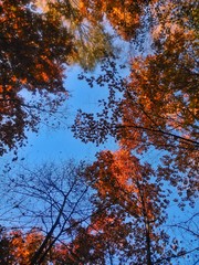 Autumn forest