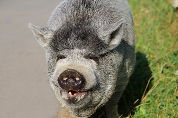Portrait of a gray pig.