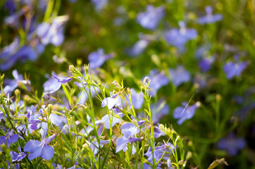 Close-Up of Flowers in Nature during Spring in Piechowice, Poland