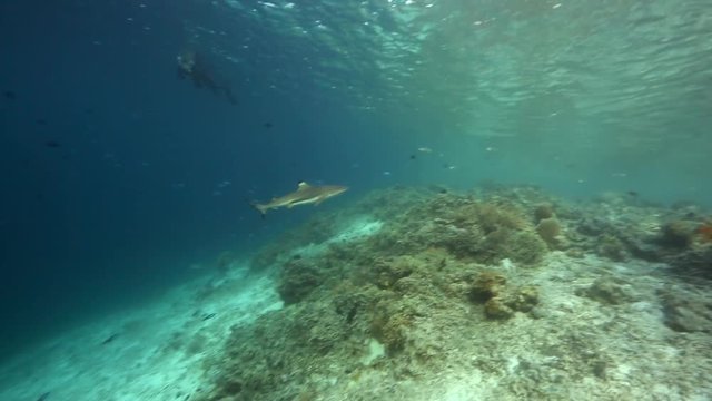 Snorkeler watching blacktip reef shark swimming over coral reef below 