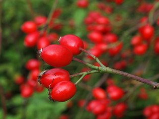 Obraz premium Hagebuttenstrauch