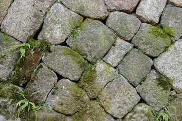 Close up of stone wall background with moss and creeper