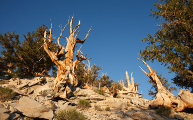 Bristlecone Pine in Methuselah Grove