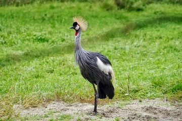 Naklejka premium African Crane