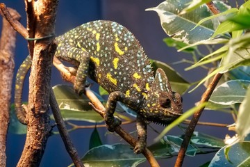 Chameleon