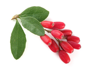 fresh barberry twig with leaves isolated on a white background