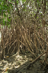 Mangrove forest in Phetburi Thailand