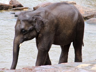 Naklejka premium Elefanten beim Baden 12
