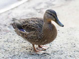 Wild duck