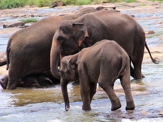 Elefanten beim Baden 4