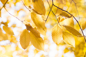 Obraz premium Bright yellow leaves on tree in autumn forest