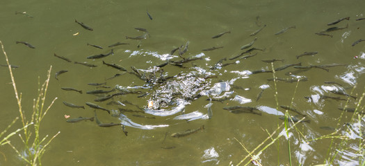 A flock of young fishes in a pond.