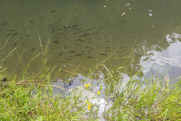 A flock of young fishes in a pond.