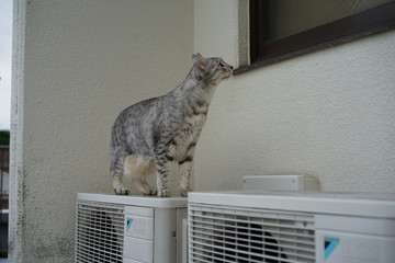 外のエジプシャンマウ