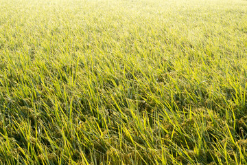 稲田のパターン