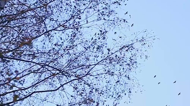 birds fly in the sky against the background of bare autumn branches of trees. gloomy sky over the autumn park. Naked tree branches against the background of a dull sky in an autumn park
